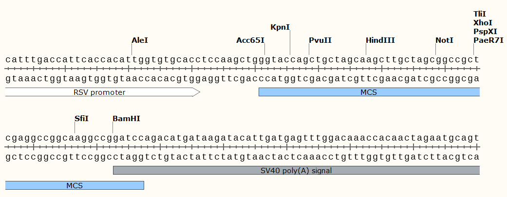 pREP7多克隆位点 点击看大图 pREP7多克隆位点