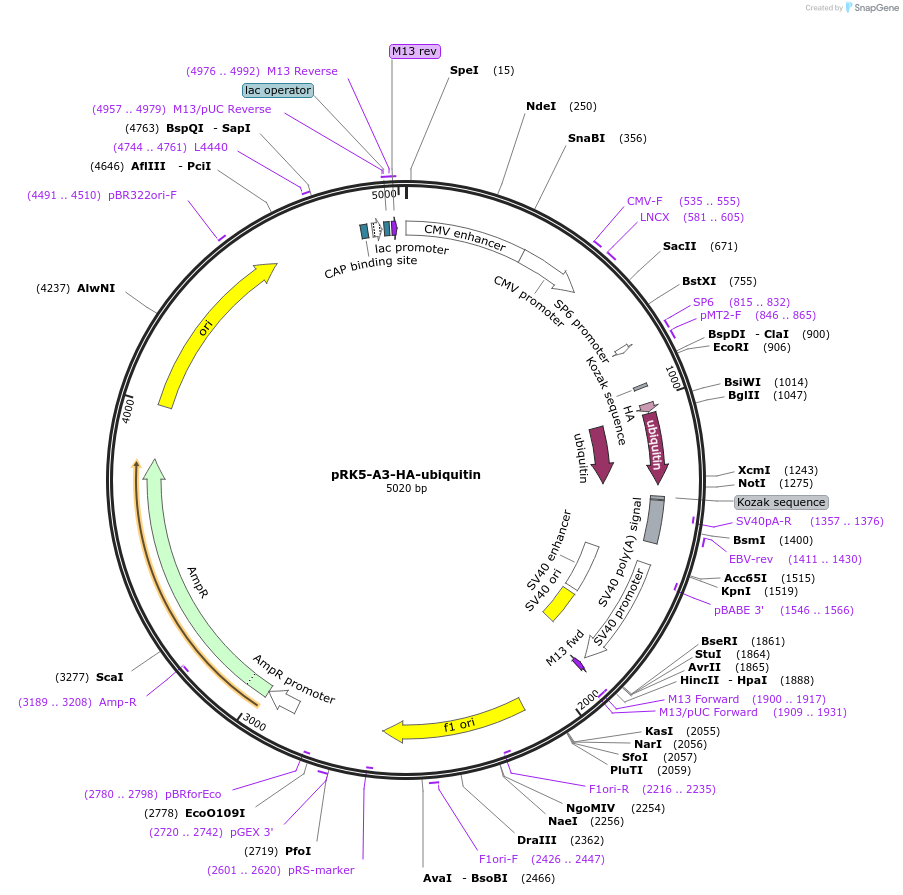 pRK5-A3-HA-ubiquitin载体图谱