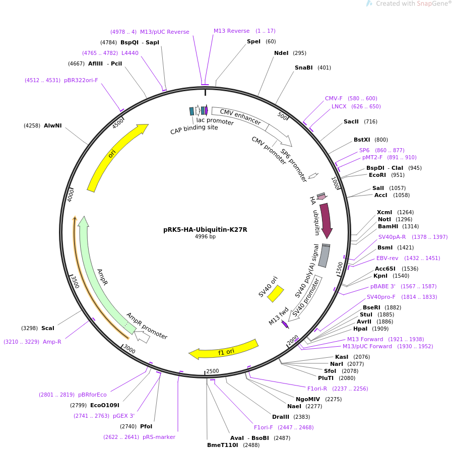 pRK5-HA-Ubiquitin-K27R载体图谱