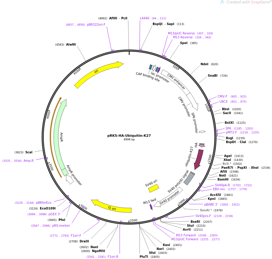 pRK5-HA-Ubiquitin-K27载体图谱