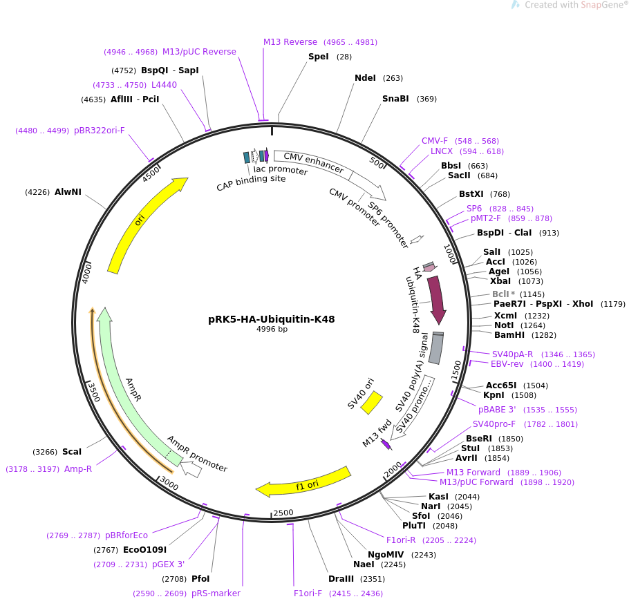pRK5-HA-Ubiquitin-K48质粒图谱