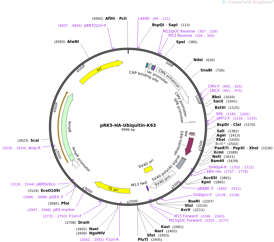 pRK5-HA-Ubiquitin-K63质粒图