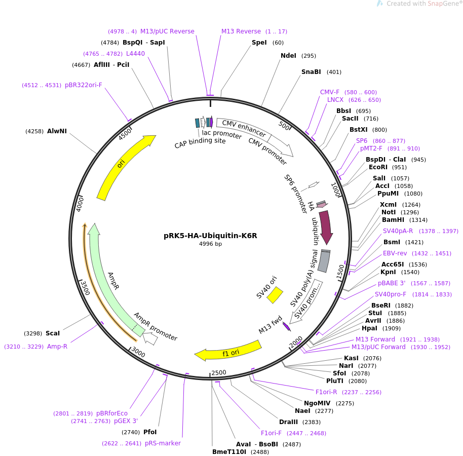 pRK5-HA-Ubiquitin-K6R载体图谱