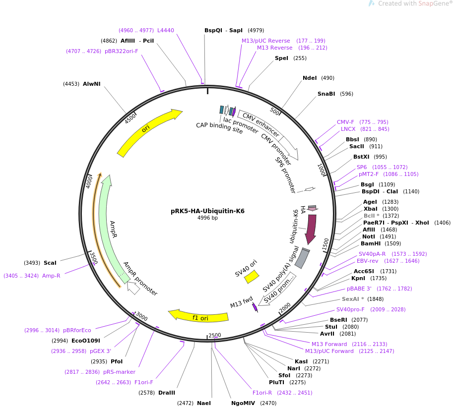 pRK5-HA-Ubiquitin-K6载体图谱