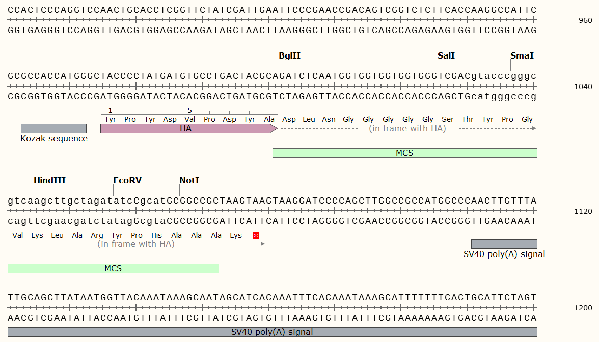 pRK5-HA载体图谱1
