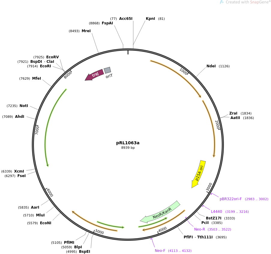 pRL1063a载体图谱
