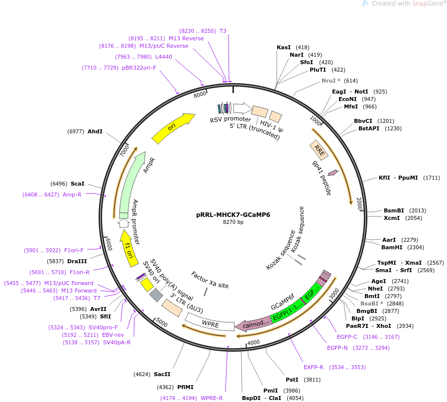 pRRL-MHCK7-GCaMP6载体图谱