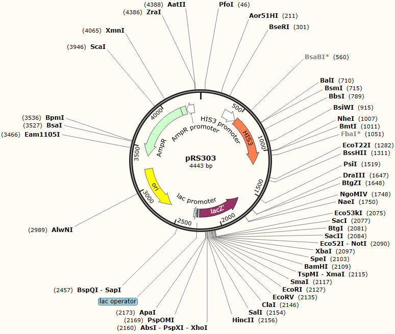 pRS303载体图谱