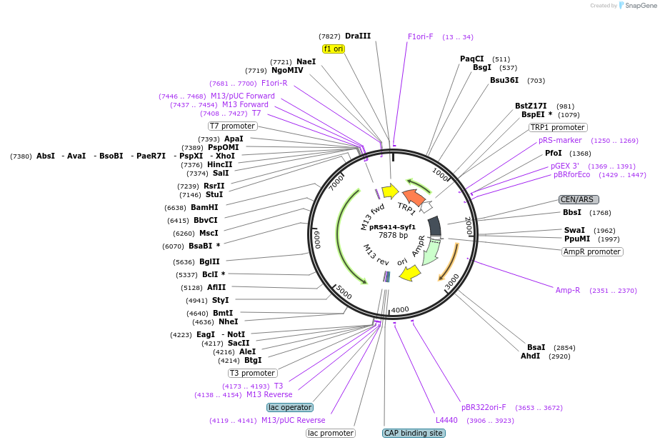 pRS414-Syf1载体图谱