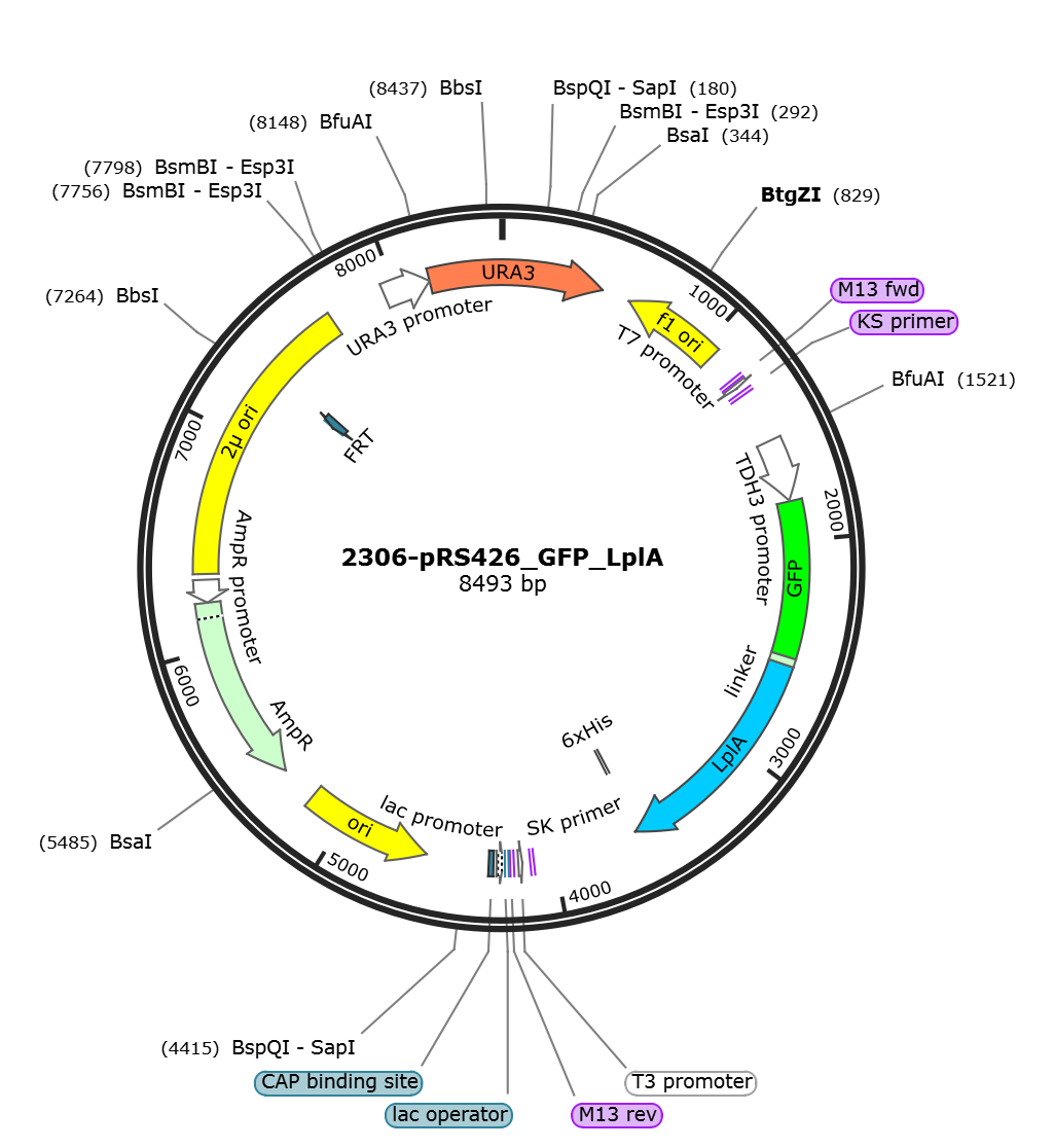 pRS426_GFP_LplA载体图谱