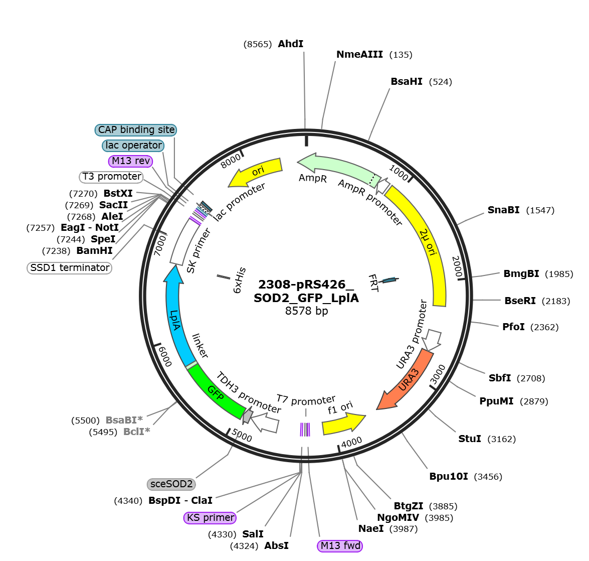 pRS426_SOD2_GFP_LplA载体图谱