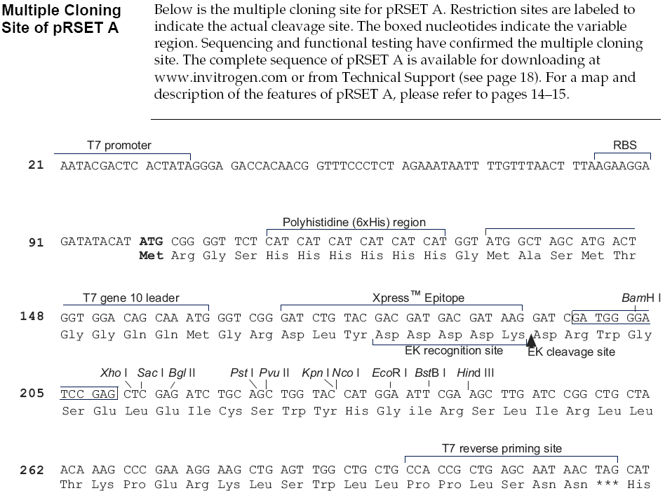 pRSET A多克隆位点