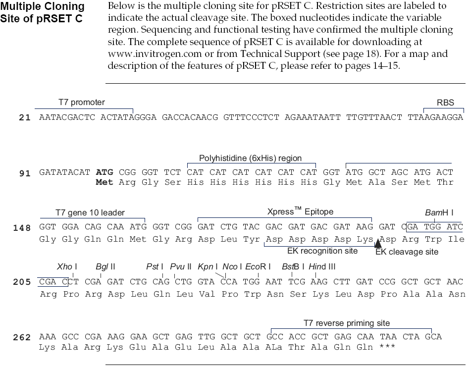 pRSET C多克隆位点