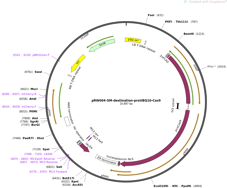 pRW004-SM-destination-proUBQ10-Cas9质粒图谱