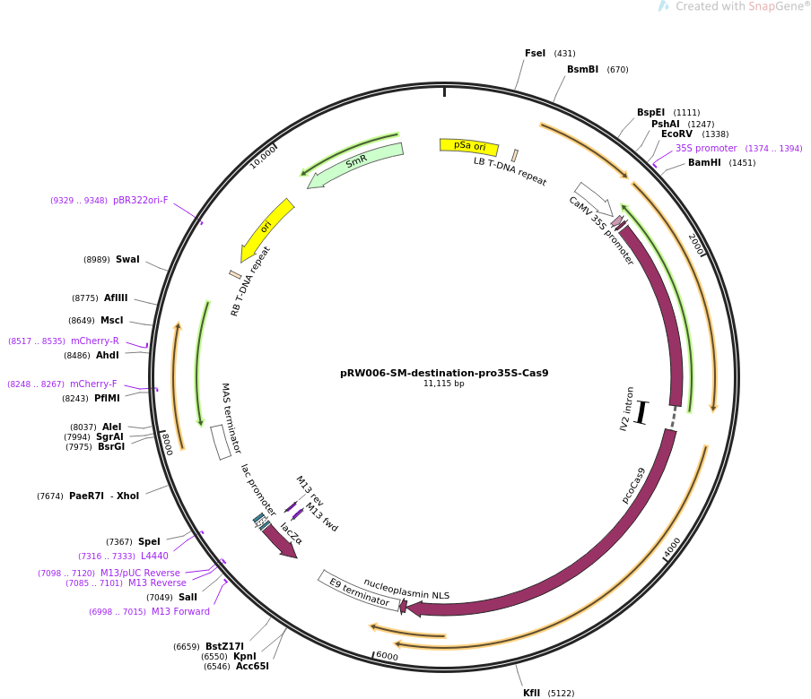 pRW006-SM-destination-pro35S-Cas9质粒图谱
