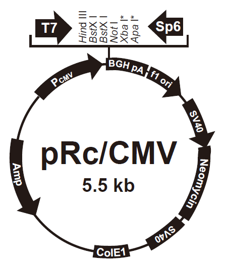 pRcCMV载体图谱