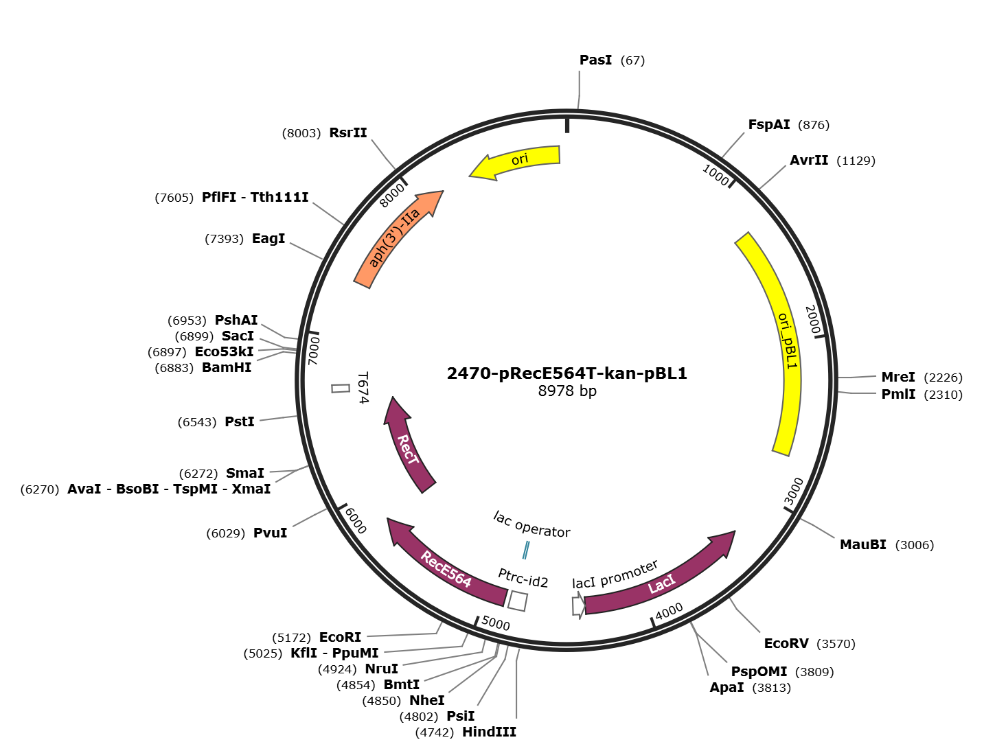 pRecE564T-kan-pBL1载体图谱