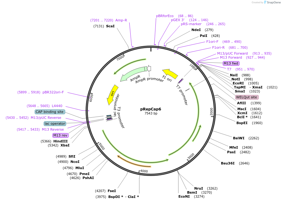pRepCap6载体图谱