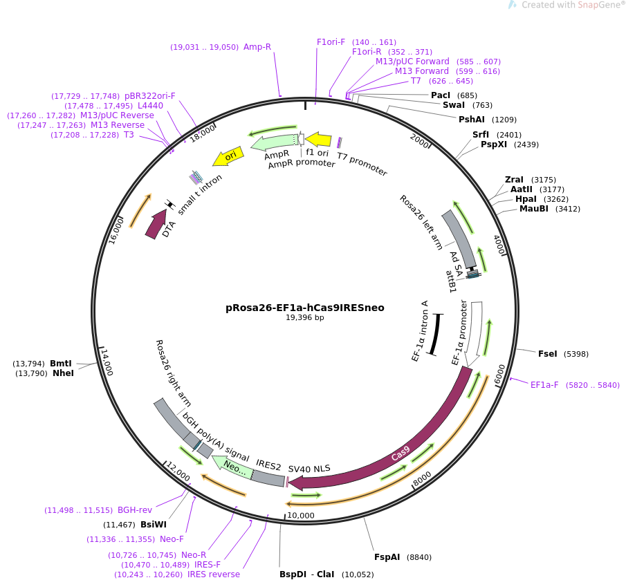 pRosa26-EF1a-hCas9IRESneo质粒图谱