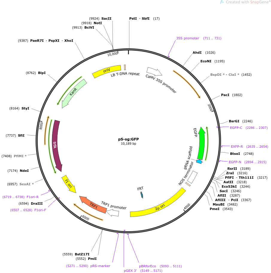pS-sg:GFP载体图谱