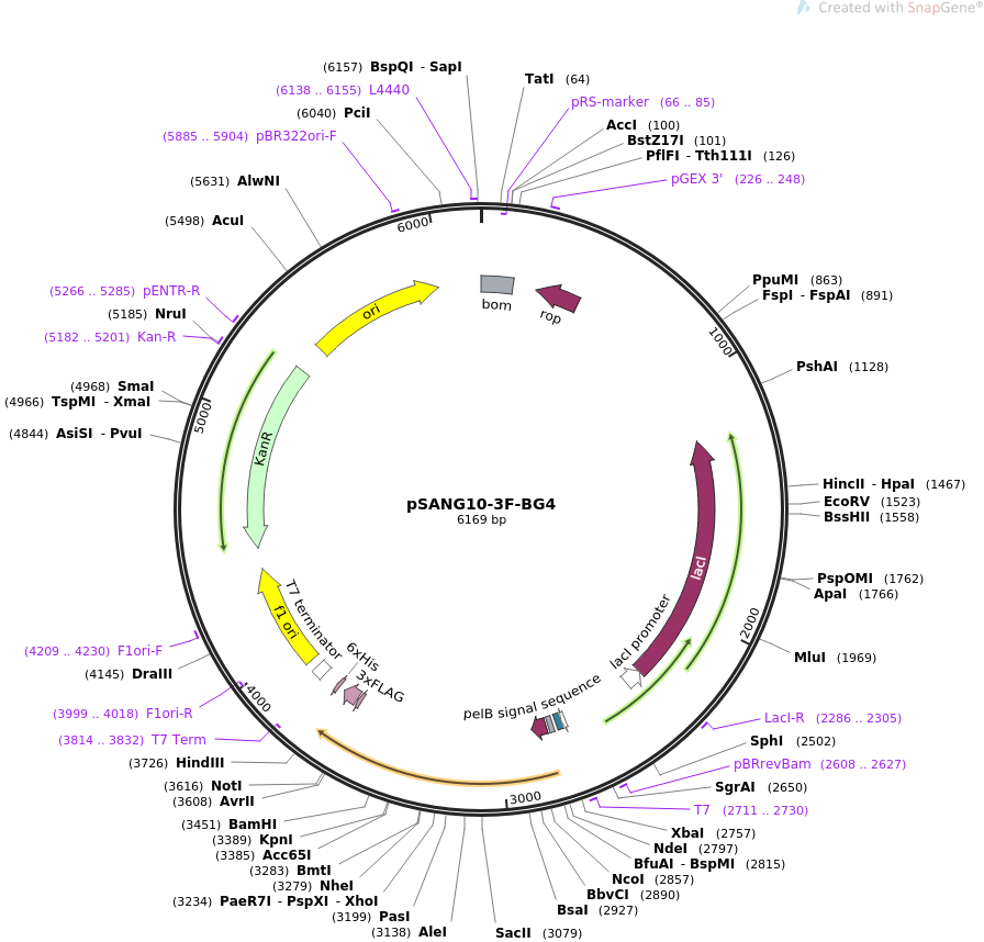 pSANG10-3F-BG4质粒图谱