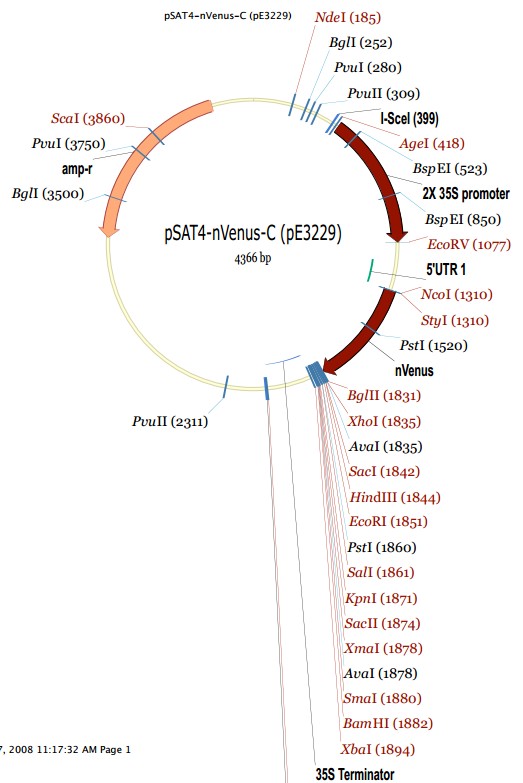 pSAT4-nVenus-C载体图谱