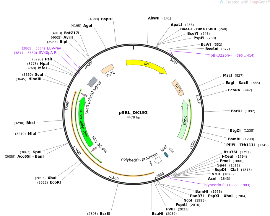 pSBL_DK193载体图谱