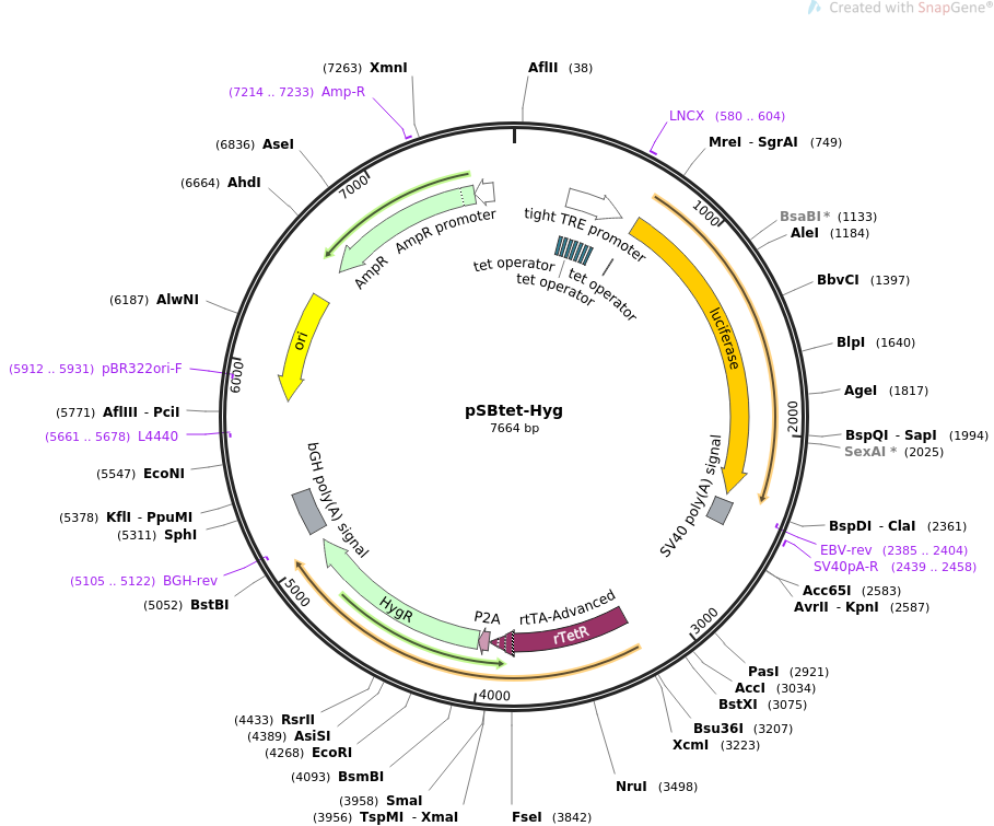 pSBtet-Hyg载体图谱