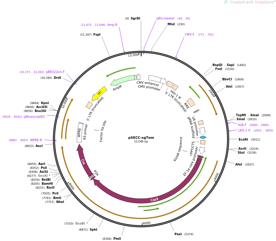 pSECC-sgTom载体图谱