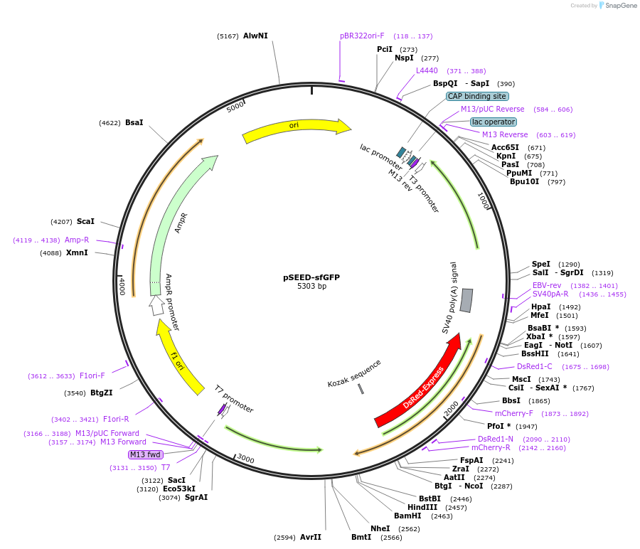 pSEED-sfGFP载体图谱