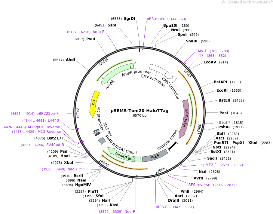 pSEMS-Tom20-Halo7Tag载体图谱