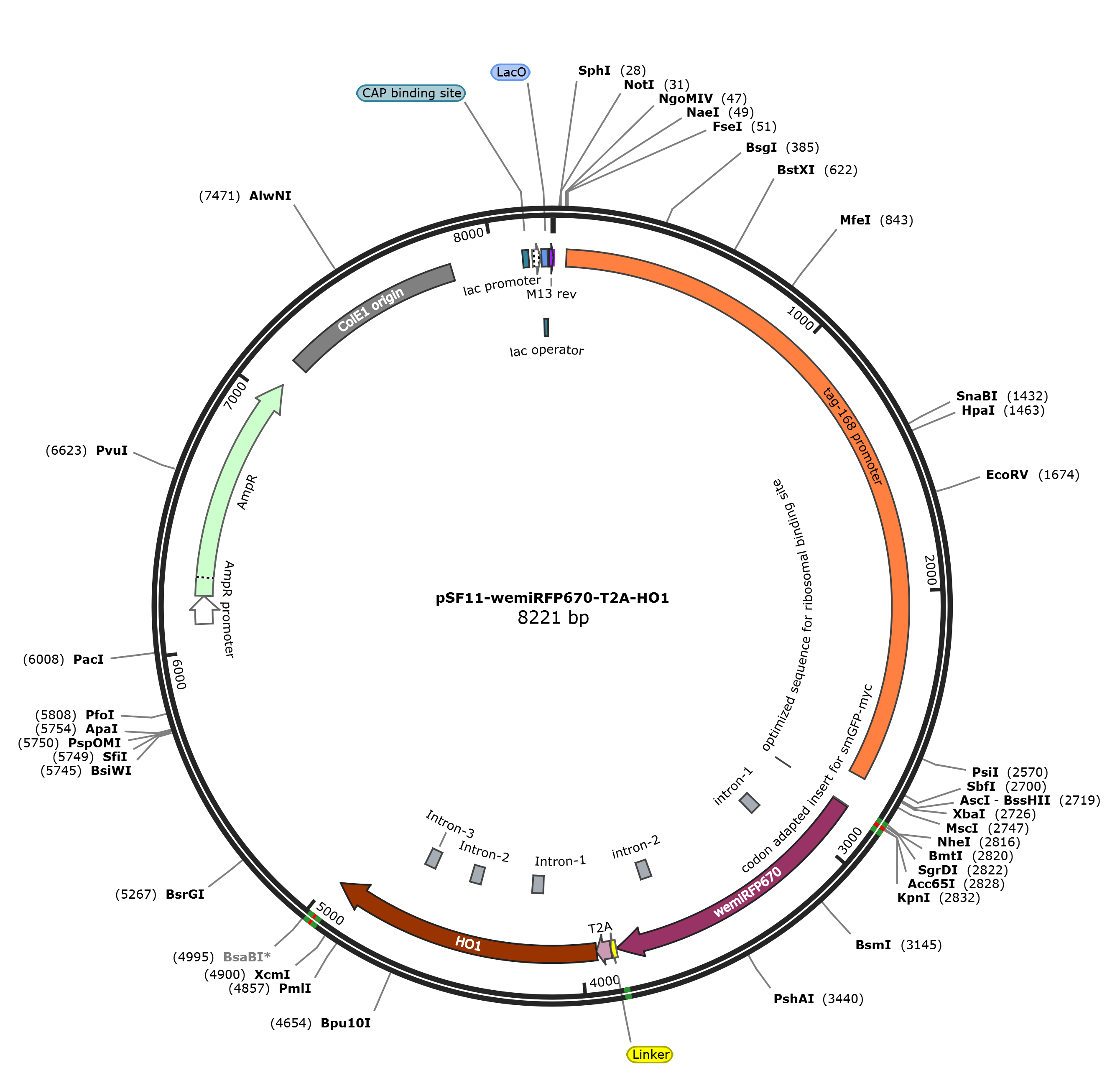 pSF11-wemiRFP670-T2A-HO1载体图谱