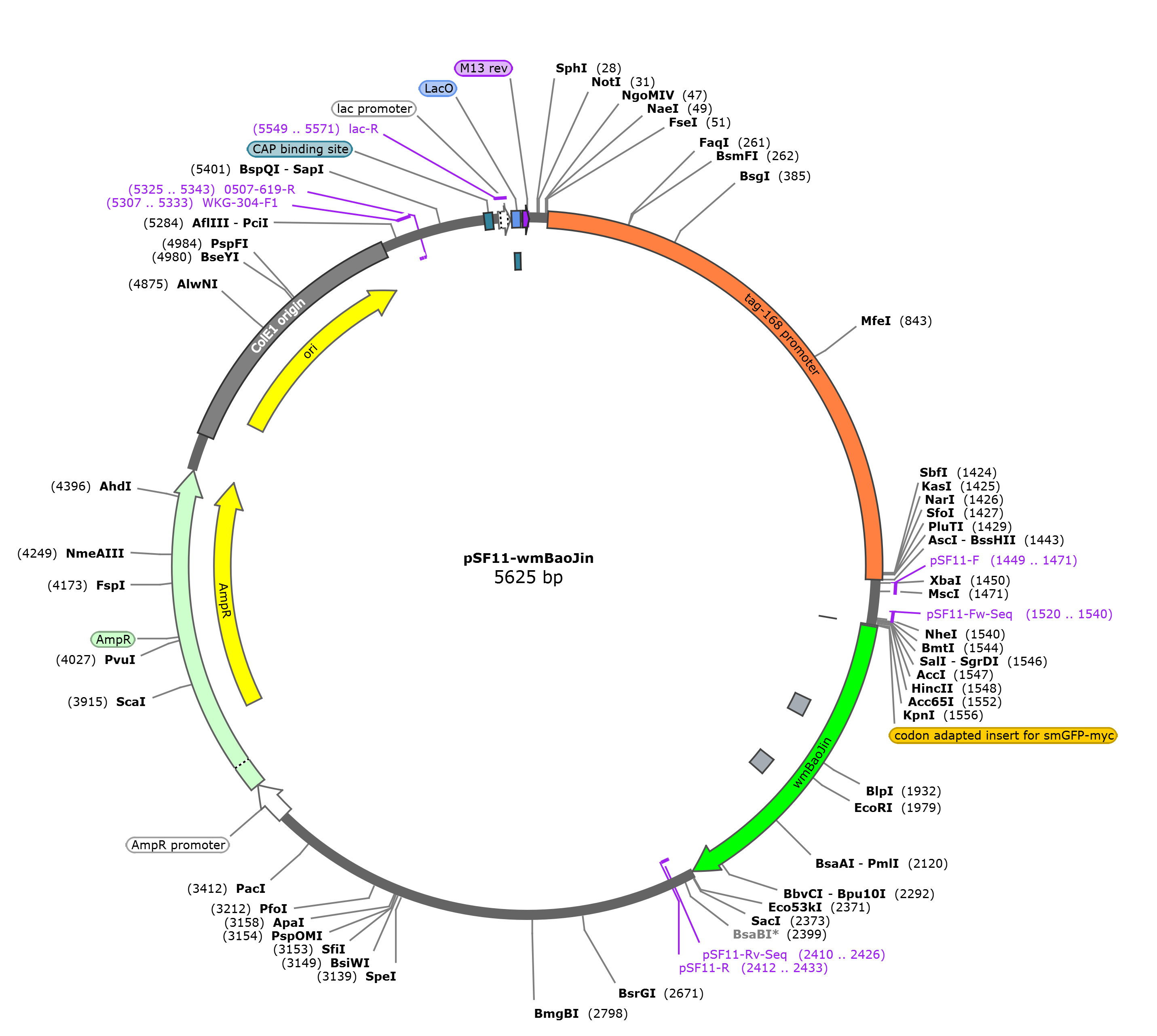 pSF11-wmBaoJin载体图谱