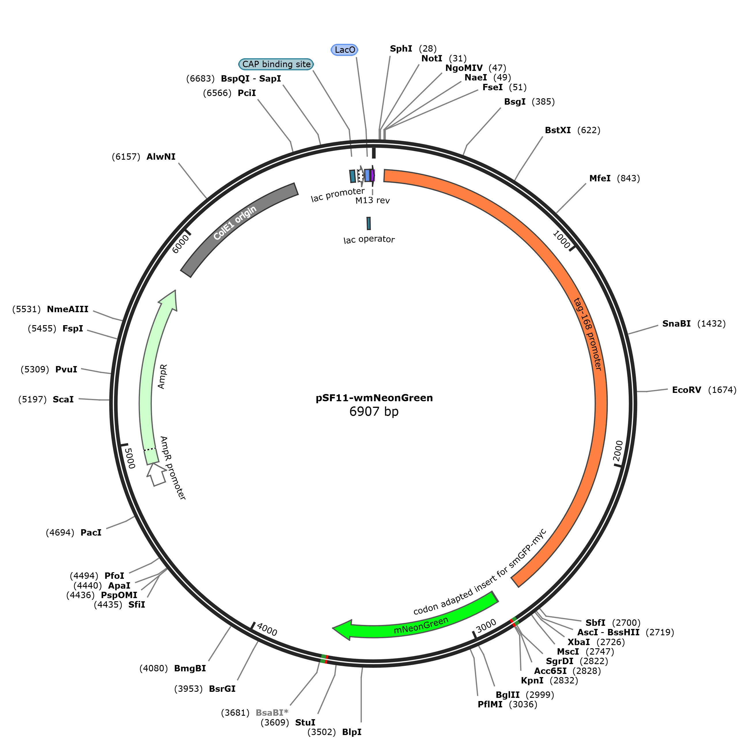 pSF11-wmNeonGreen载体图谱