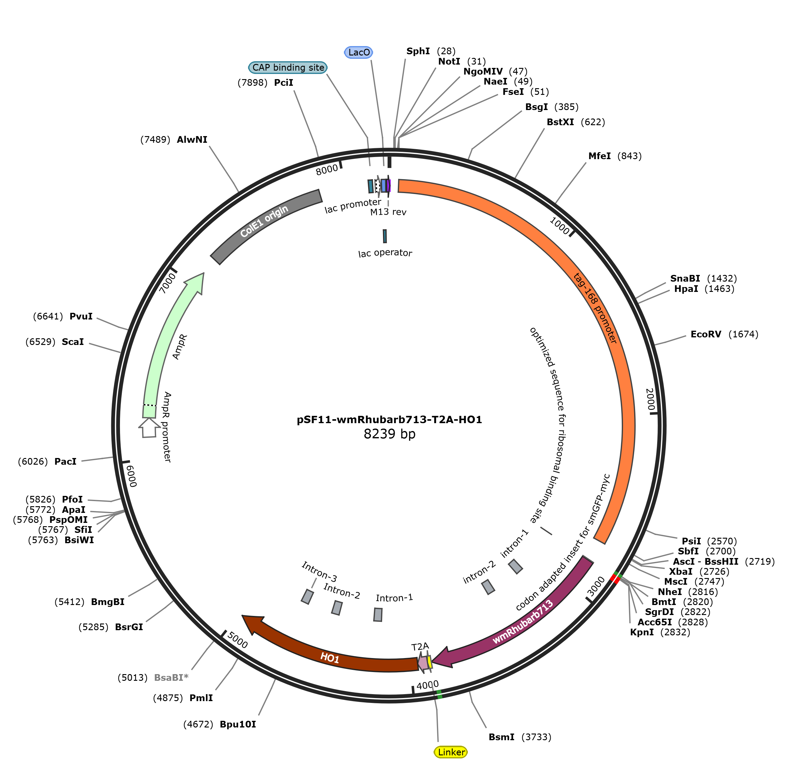 pSF11-wmRhubarb713-T2A-HO1载体图谱