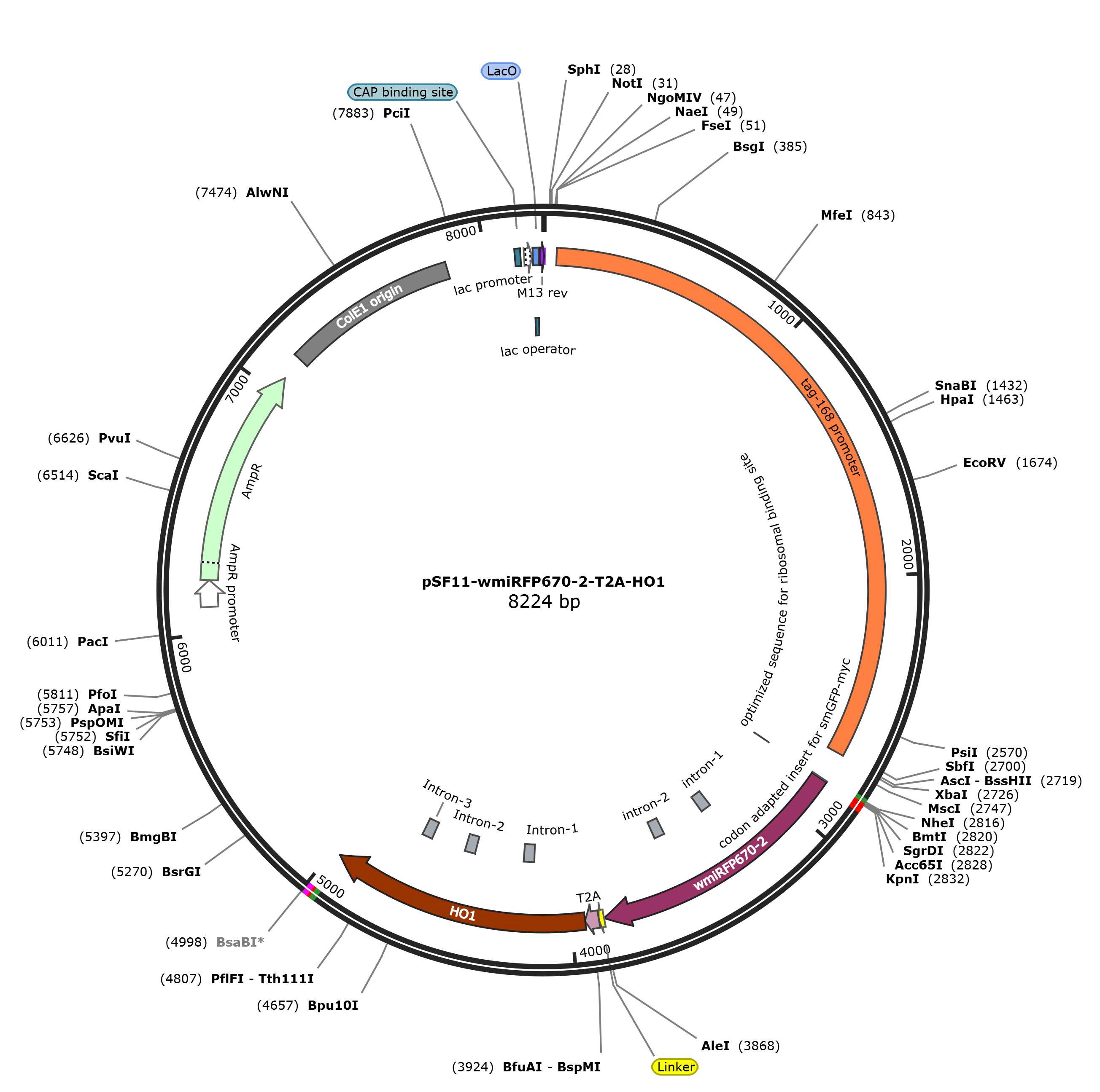 pSF11-wmiRFP670-2-T2A-HO1载体图谱