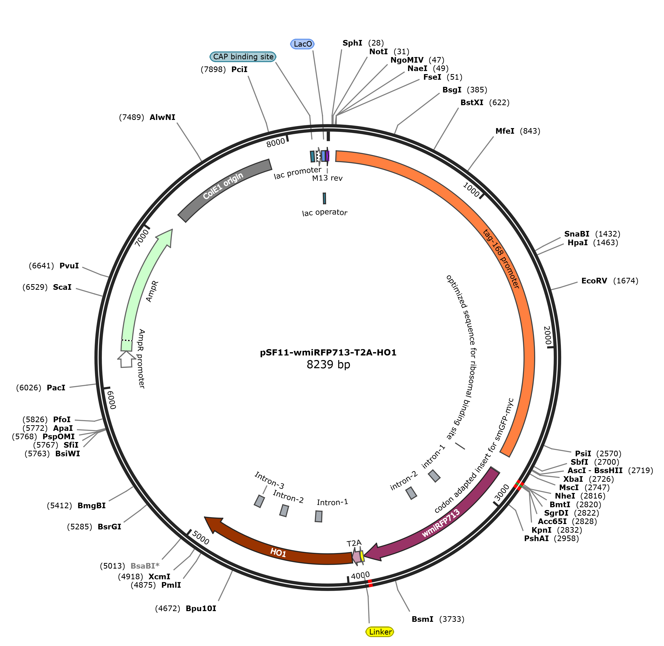 pSF11-wmiRFP713-T2A-HO1载体图谱