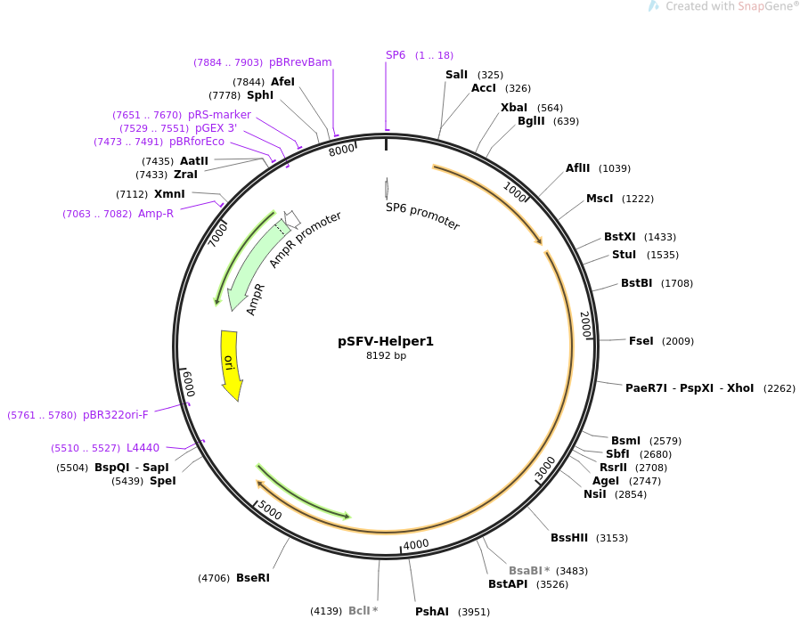 pSFV-Helper1质粒图谱