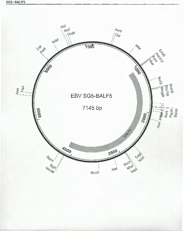 pSG5-BALF5质粒图谱