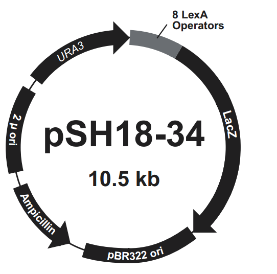 pSH18-34载体图谱