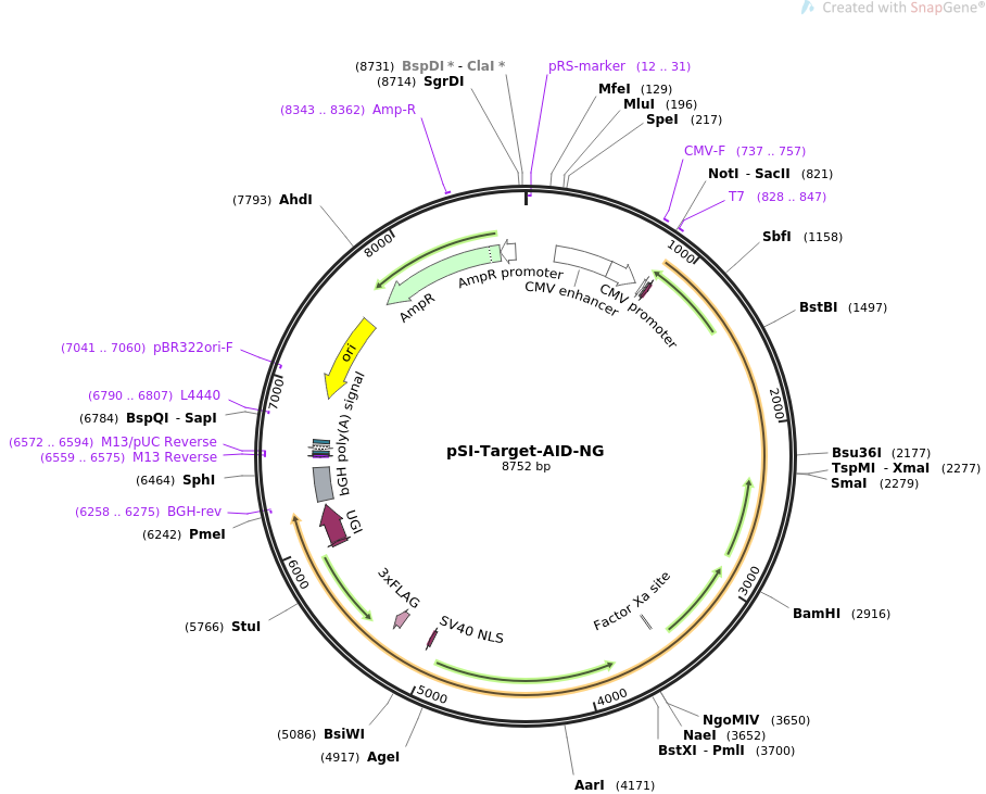 pSI-Target-AID-NG质粒图谱