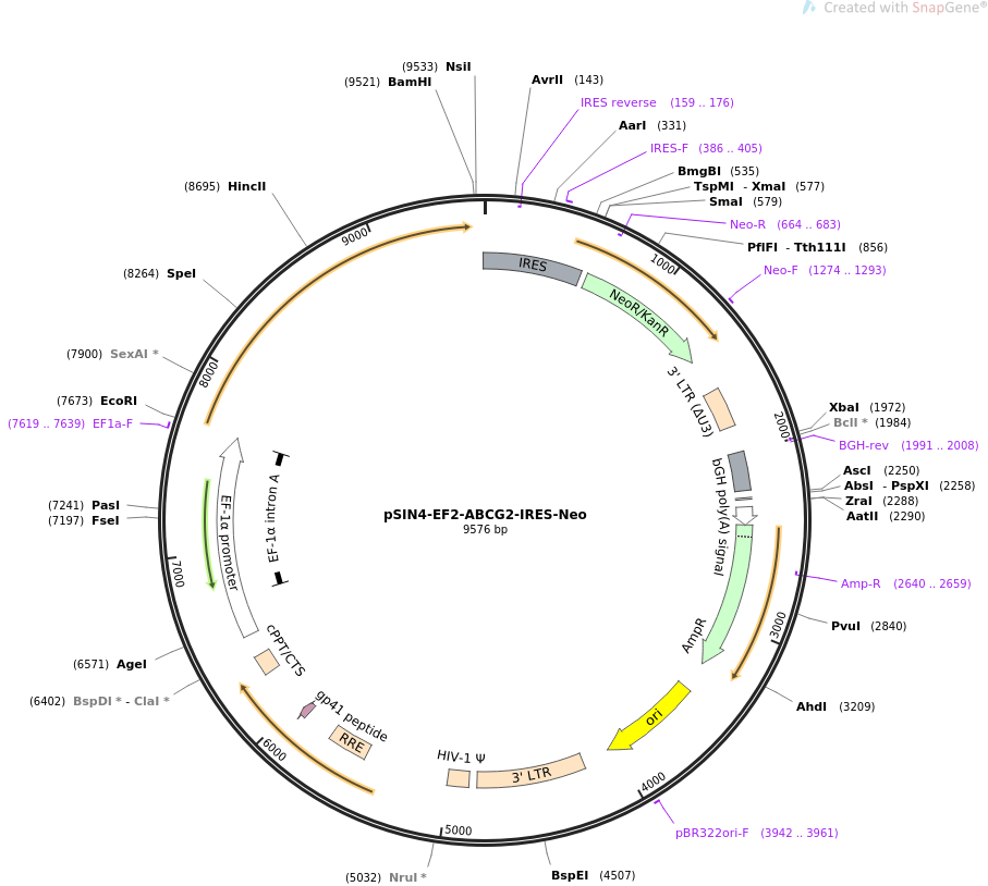 pSIN4-EF2-ABCG2-IRES-Neo质粒图谱