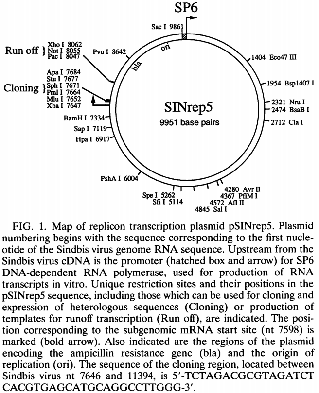 pSinRep5载体图谱