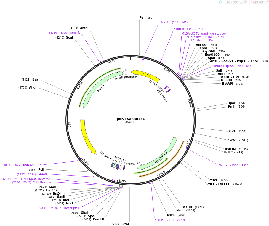 pSK+KanaRpsL质粒图谱