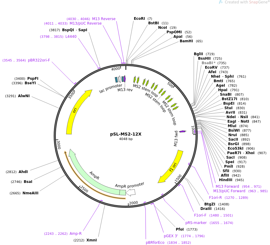 pSL-MS2-12X载体图谱