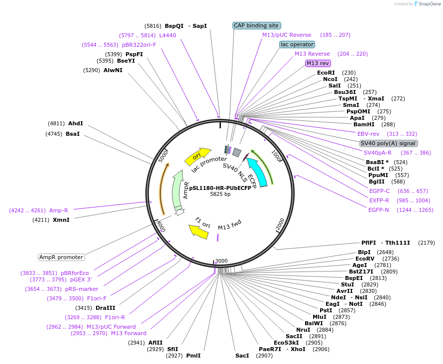 pSL1180-HR-PUbECFP载体图谱