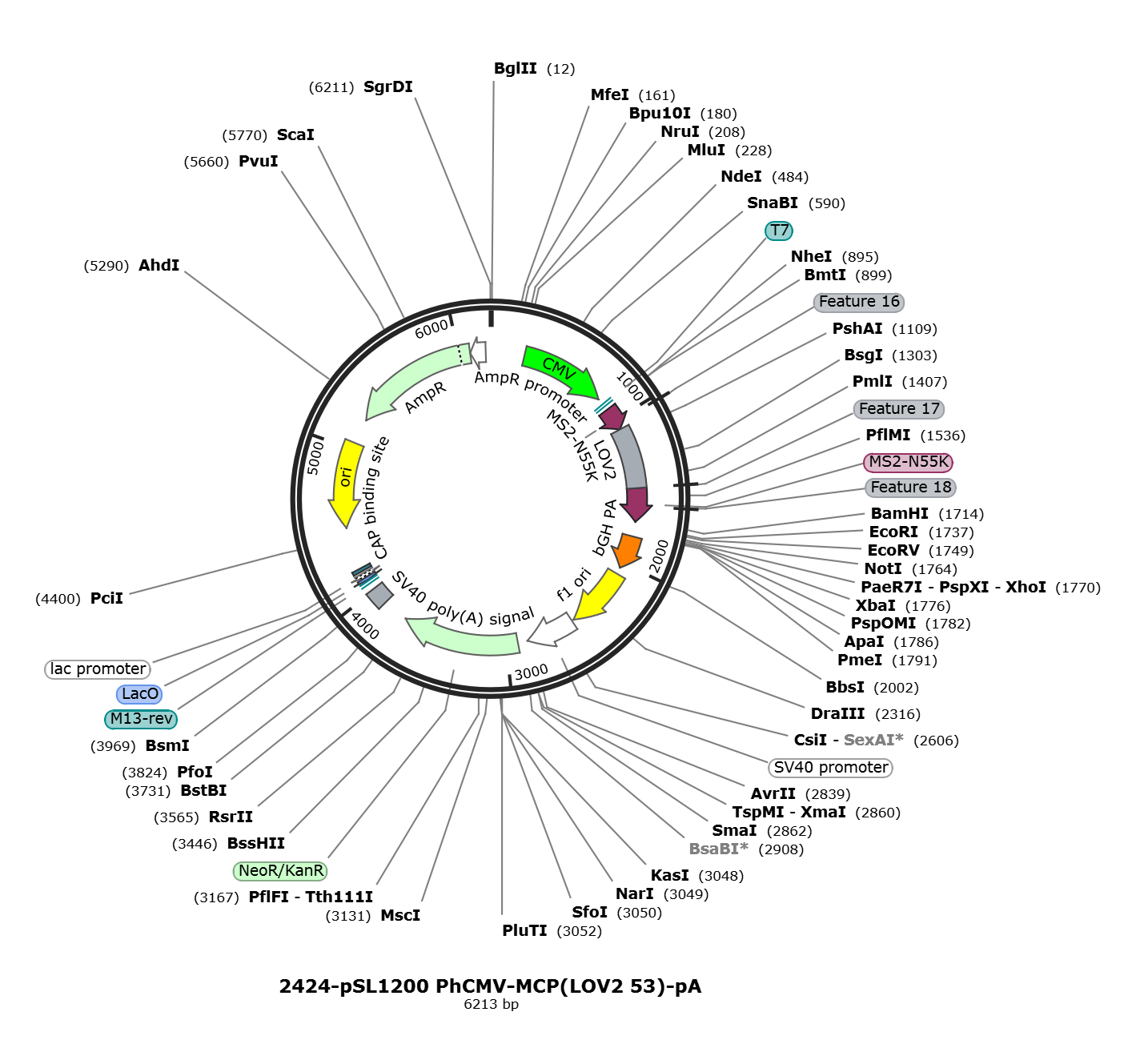 pSL1200载体图谱