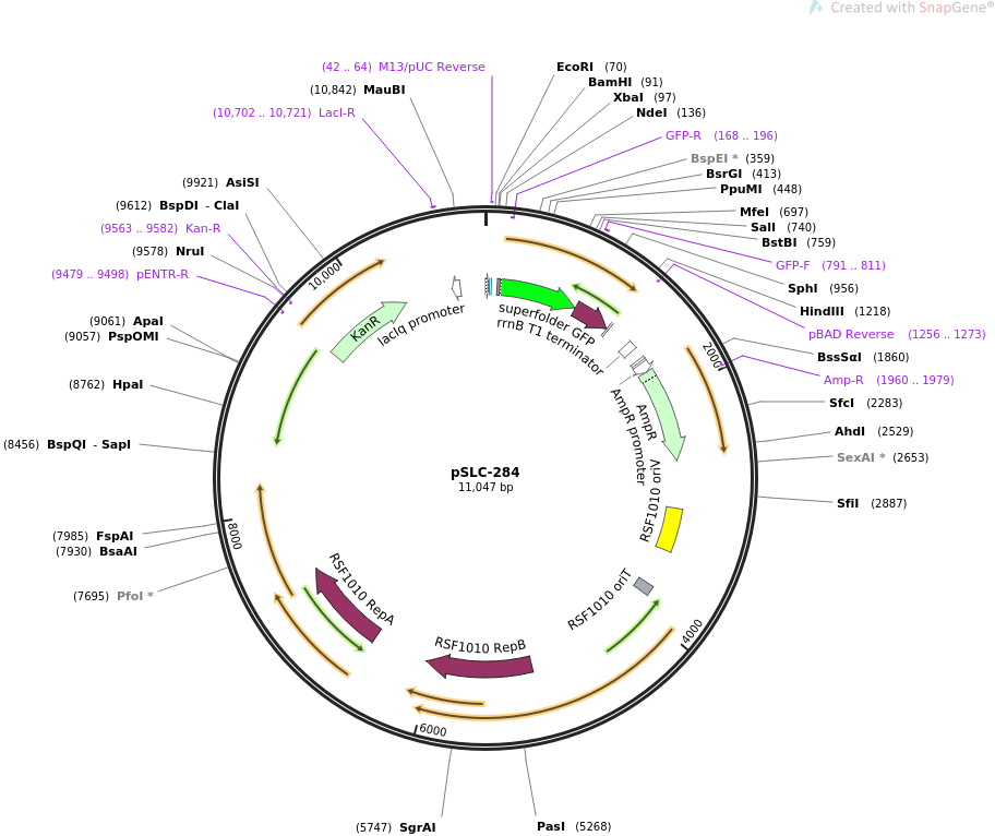 pSLC-284质粒图谱
