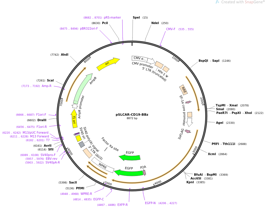 pSLCAR-CD19-BBz质粒图谱