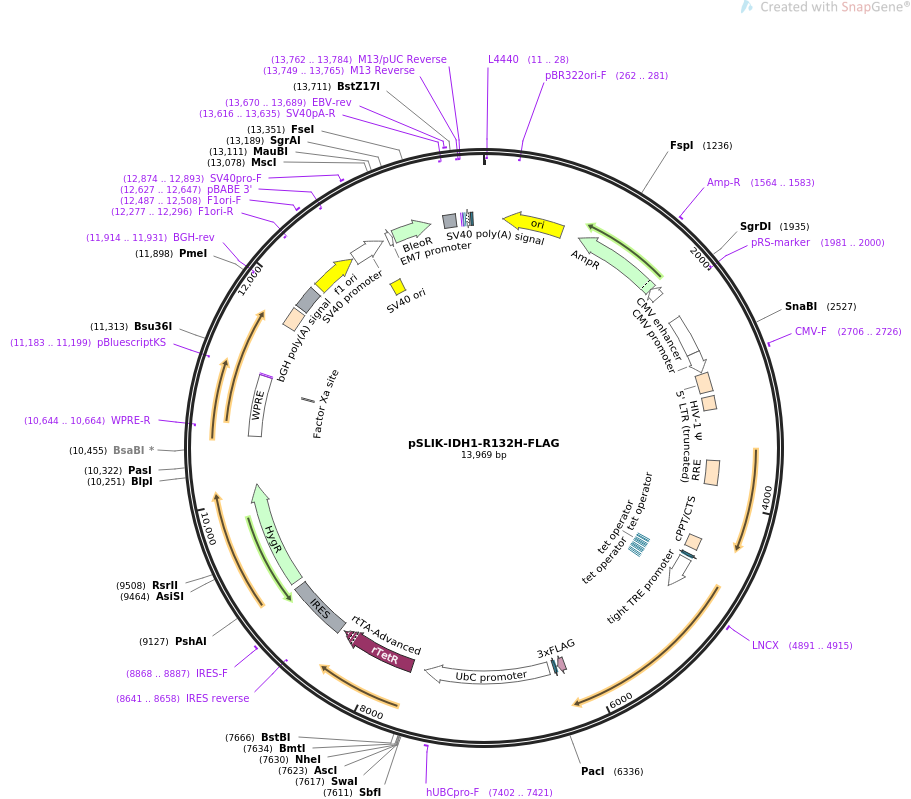 pSLIK-IDH1-R132H-FLAG质粒图谱